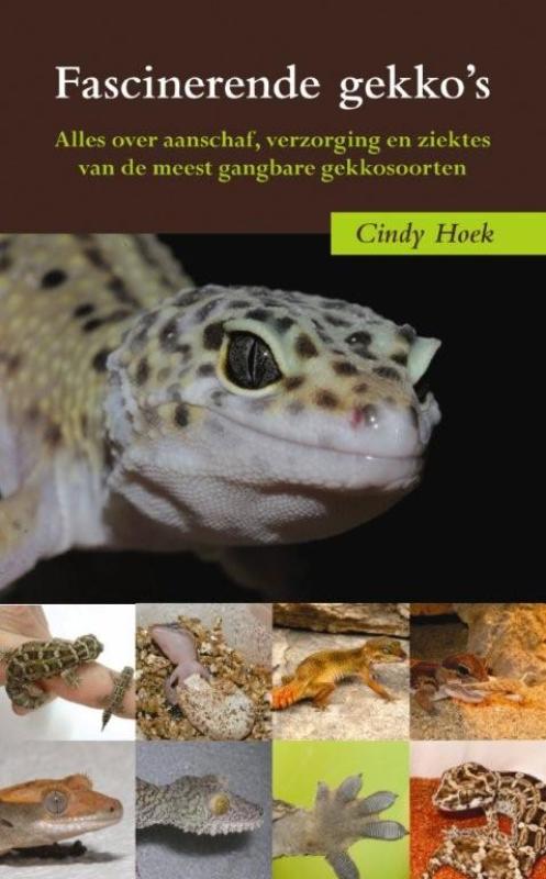 Fascinerende gekko